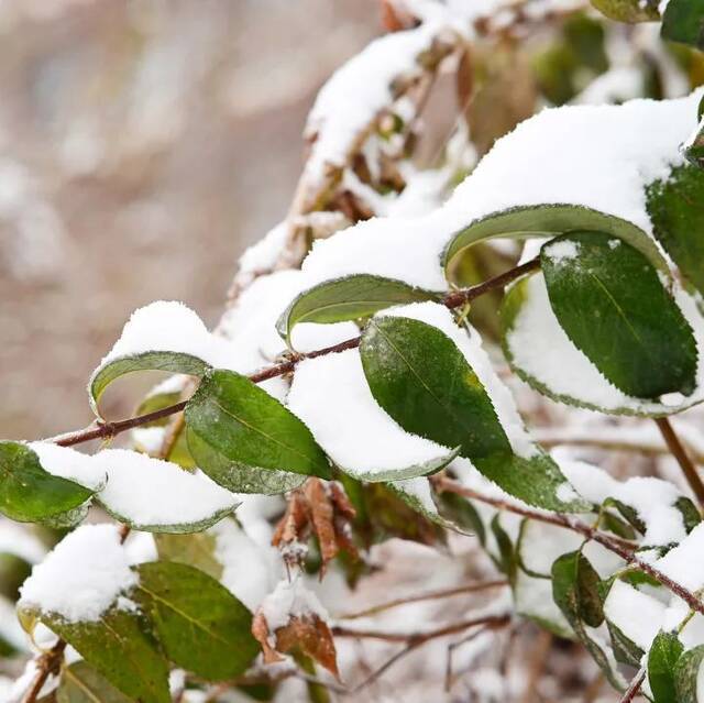 建大  冬 · 雪