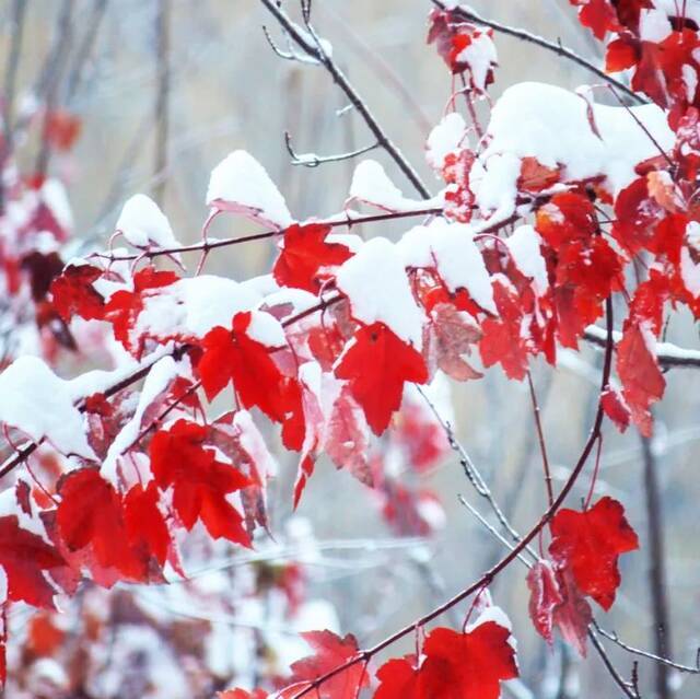 建大  冬 · 雪