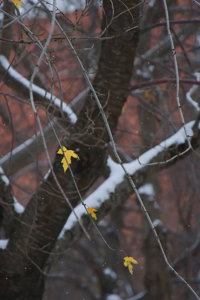 东师初雪  久等了，每一帧都是惊艳