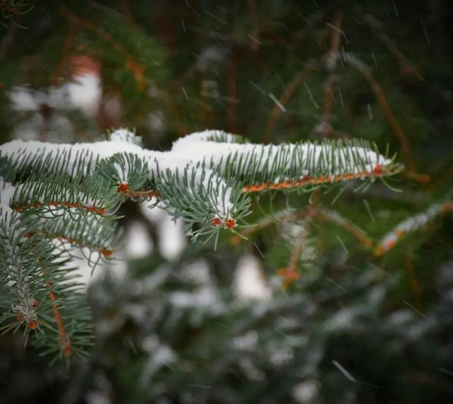 东师初雪  久等了，每一帧都是惊艳