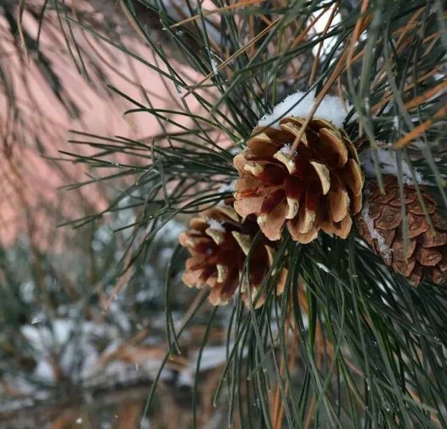 东师初雪  久等了，每一帧都是惊艳