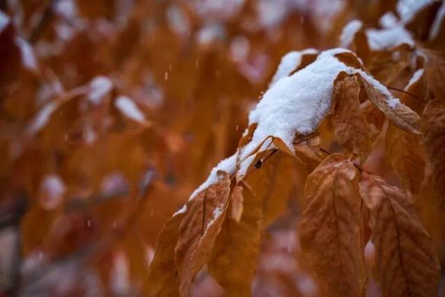 东师初雪  久等了，每一帧都是惊艳