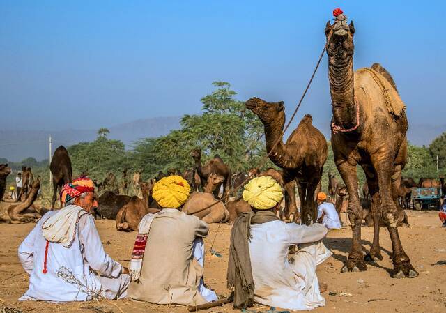 印度的骆驼商人