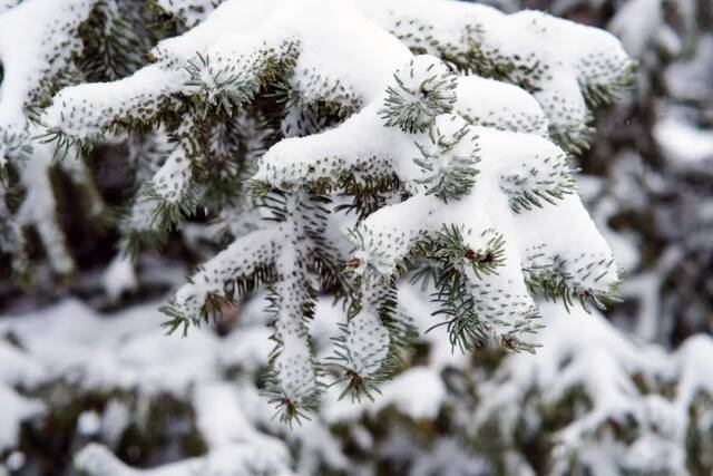 我爱你，东大的雪！