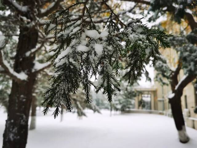 我爱你，东大的雪！