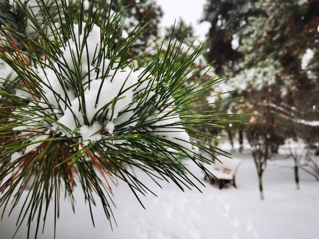 我爱你，东大的雪！