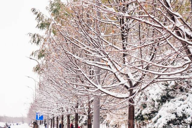 我爱你，东大的雪！