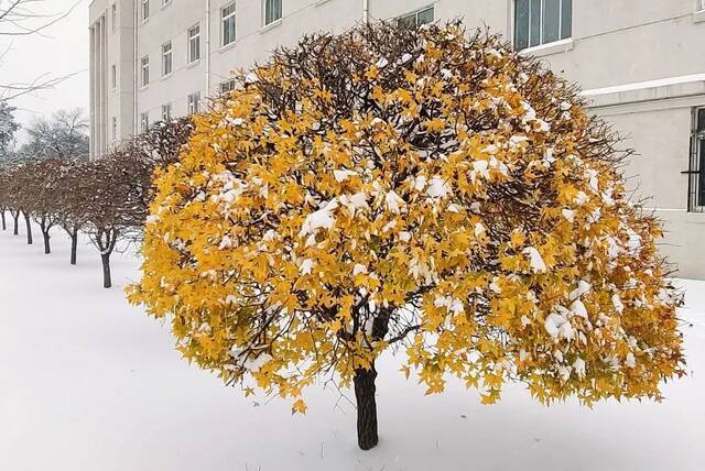 我爱你，东大的雪！