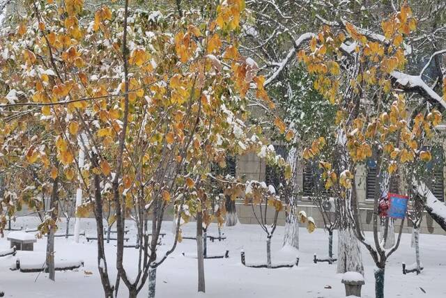 我爱你，东大的雪！