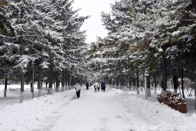 我爱你，东大的雪！