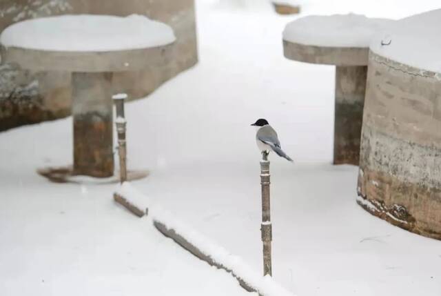 我爱你，东大的雪！