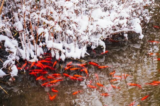 我爱你，东大的雪！