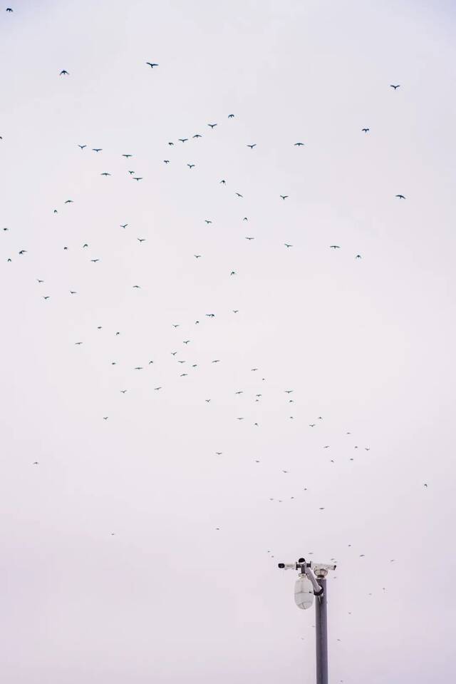 我爱你，东大的雪！