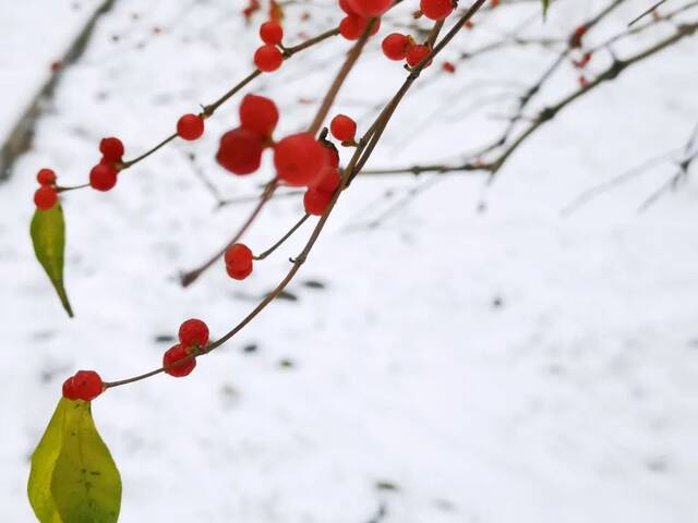 一场立冬雪，欣逢吉大园。