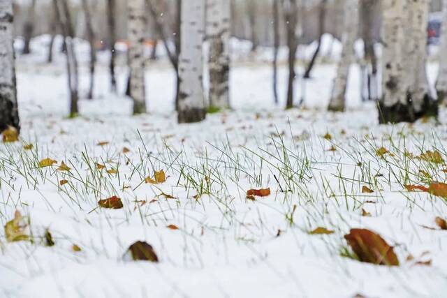 一场立冬雪，欣逢吉大园。