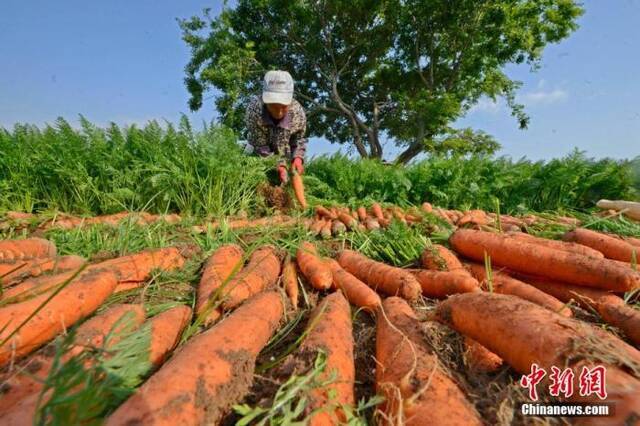 秘鲁中国融合菜肴大揭秘：牛肉米面馄饨汤，都怎么做？