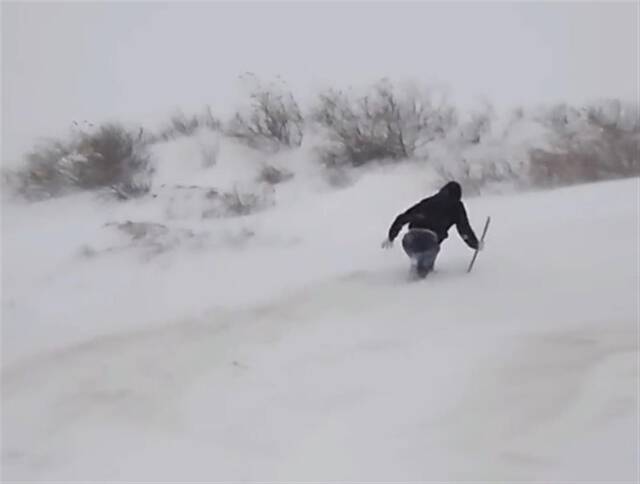 辽宁一农户家8头牛走失 数十人踏着1米多厚积雪寻牛