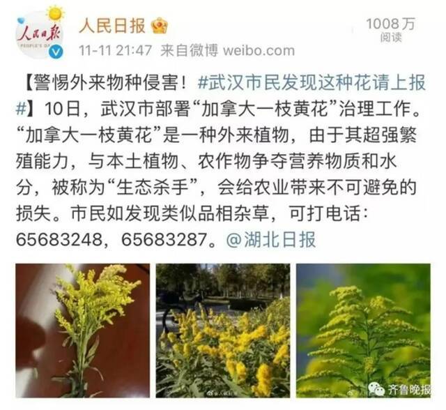 “加拿大杀手一枝花”冲上热搜！上海多地出现踪迹！后果不堪设想...