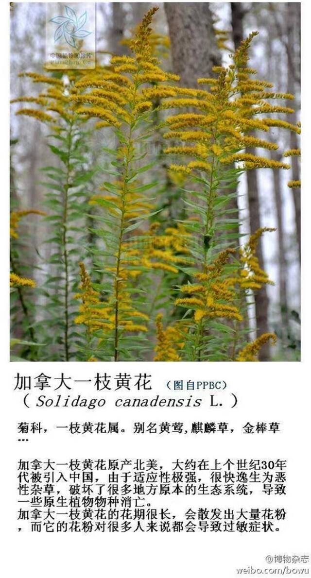 “加拿大杀手一枝花”冲上热搜！上海多地出现踪迹！后果不堪设想...