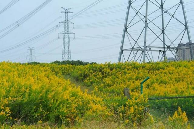 “加拿大杀手一枝花”冲上热搜！上海多地出现踪迹！后果不堪设想...