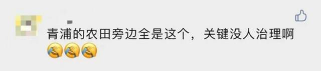 “加拿大杀手一枝花”冲上热搜！上海多地出现踪迹！后果不堪设想...