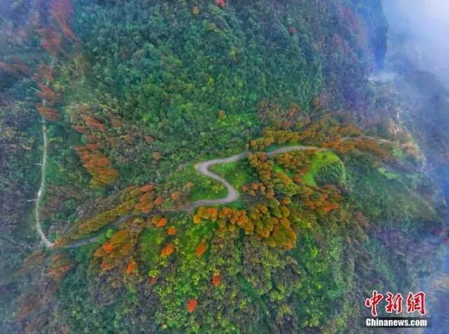 资料图：赵公山位于四川都江堰市玉堂街道，每年11月上旬至12月上旬，是赏彩林的最佳时节。都江堰市委宣传部供图