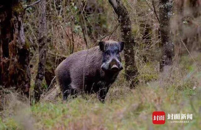 当地林业局工作人员拍到的野猪