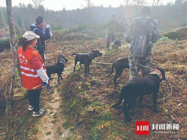 本土队伍准备上山驱赶野猪