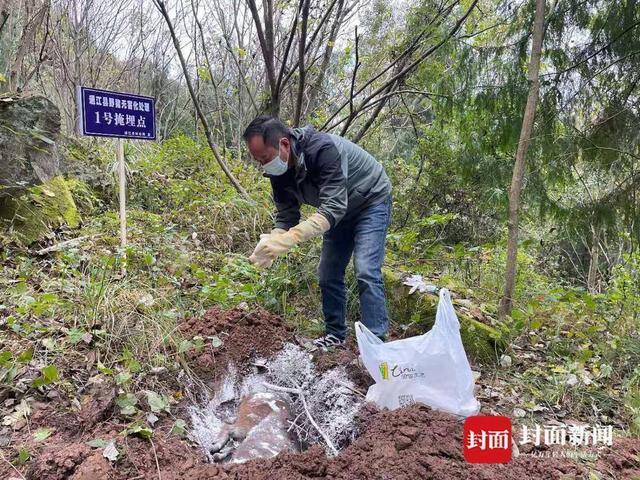 工作人员掩埋被捕杀的野猪