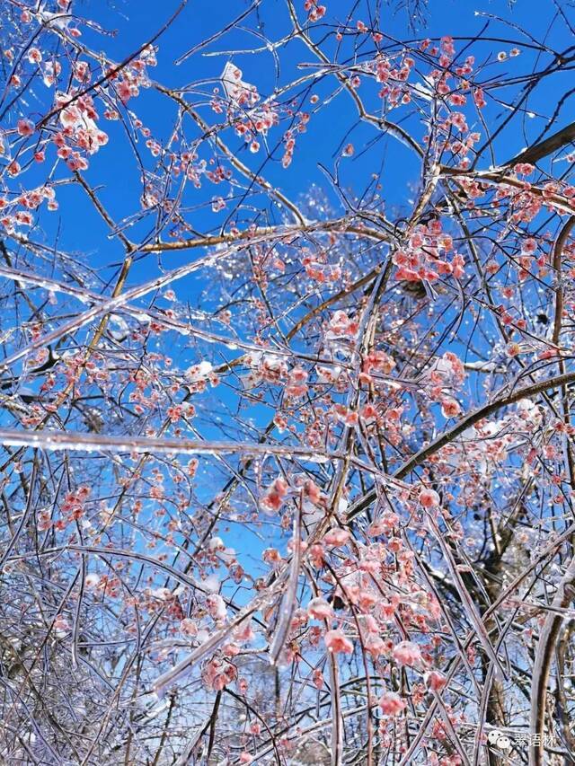 白杜，花楸与忍冬