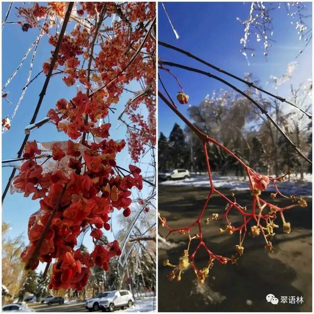 白杜，花楸与忍冬