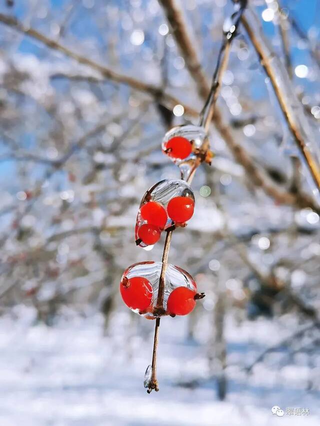 白杜，花楸与忍冬