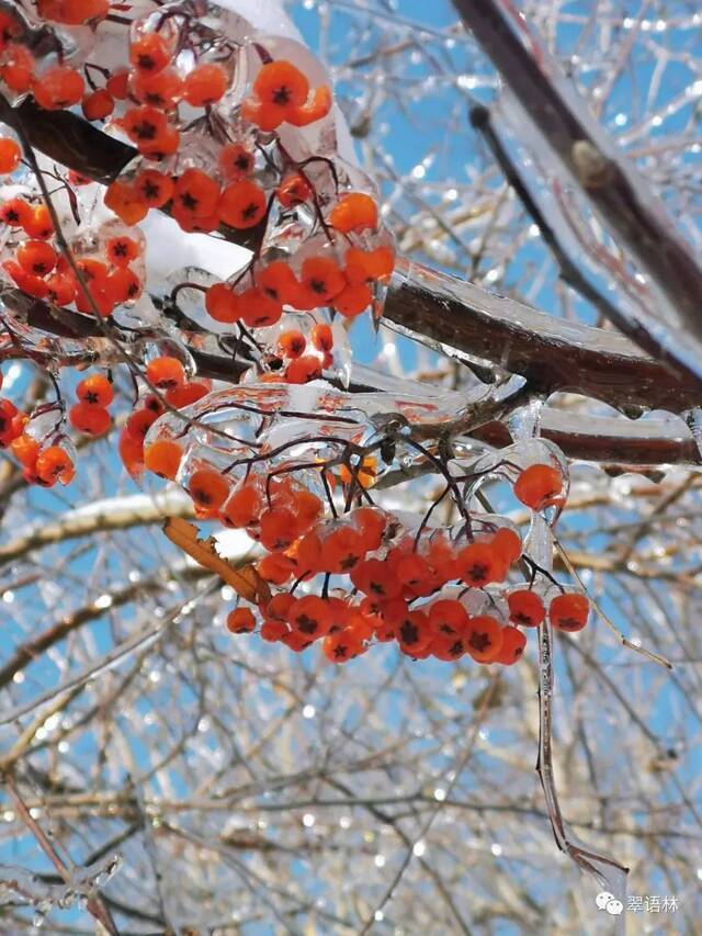 白杜，花楸与忍冬