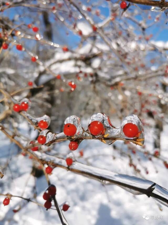 白杜，花楸与忍冬