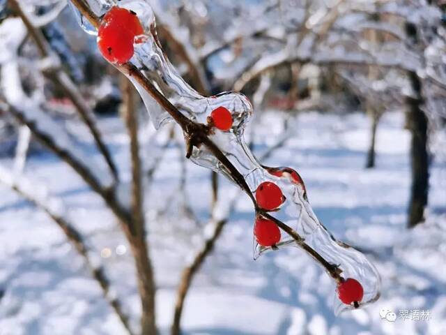 白杜，花楸与忍冬