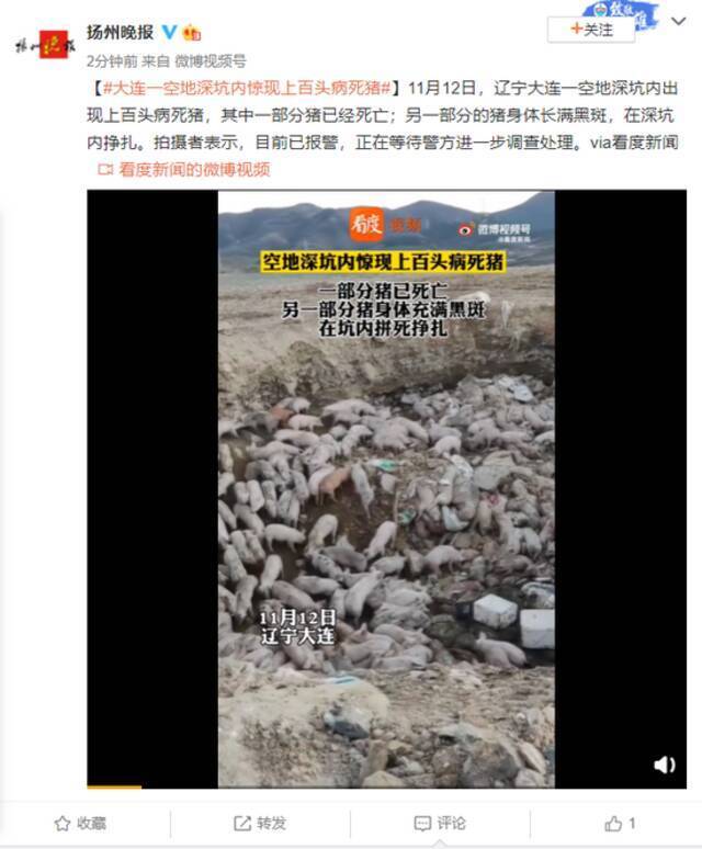 大连一空地深坑内惊现上百头病死猪，部分身长满黑斑