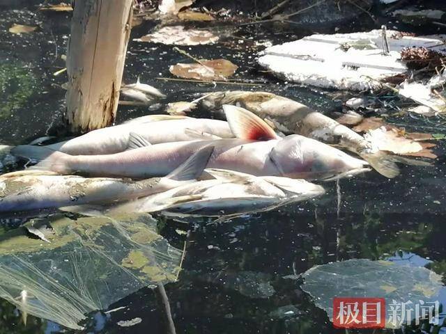 湖南常德数百亩鱼塘陆续死鱼，养殖户发现上游排污管道破损，当地环保部门介入