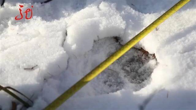 黑龙江一林场冰雪中发现东北虎足迹，官方：请民众注意安全管好牲畜