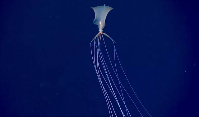 NOAA科学家拍摄到深海中难以捉摸的大鳍鱿鱼