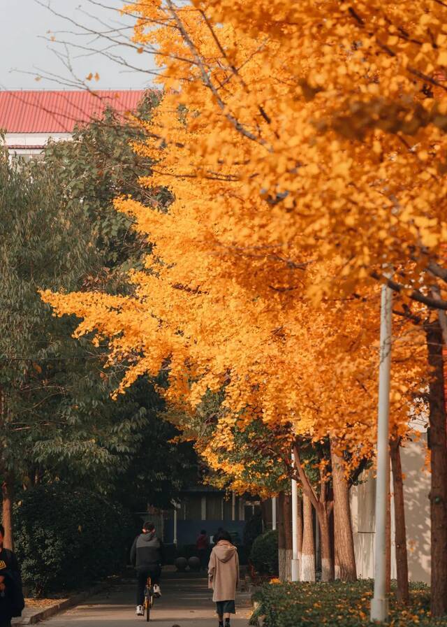 抓住飞落的黄叶，把它存进记忆