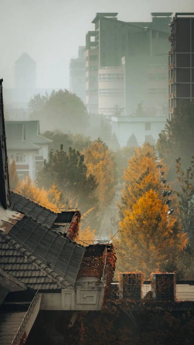 抓住飞落的黄叶，把它存进记忆