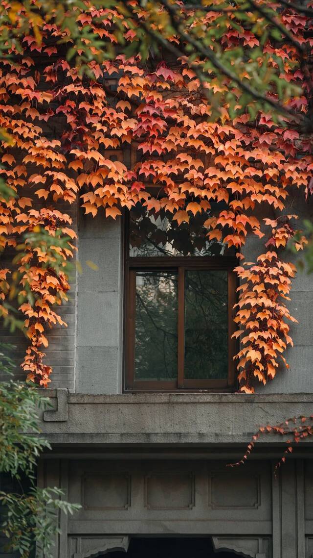 抓住飞落的黄叶，把它存进记忆