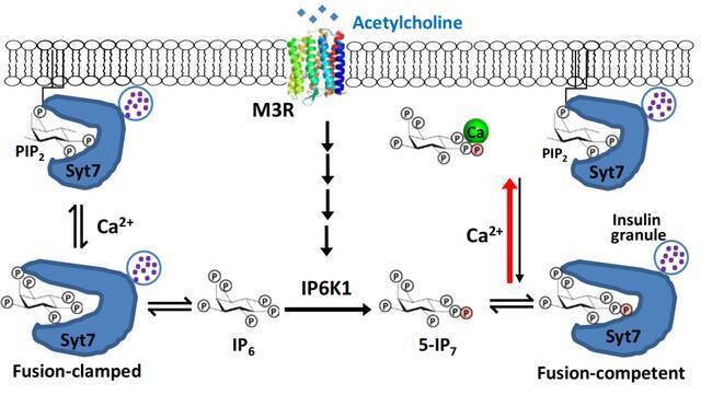 图: 5-IP7与Ca2+作为乙酰胆碱受体GPCR通路下游的“共发”信使(coincident messenger)刺激胰岛素囊泡释放的作用模式图。