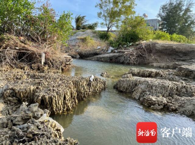 位于陵水红树林国家湿地公园内的珊瑚礁遗迹。通讯员黄赞慧摄