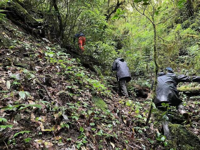 哀牢山4人失踪第8天：雨雾影响救援 重装穿越组24人进山搜索