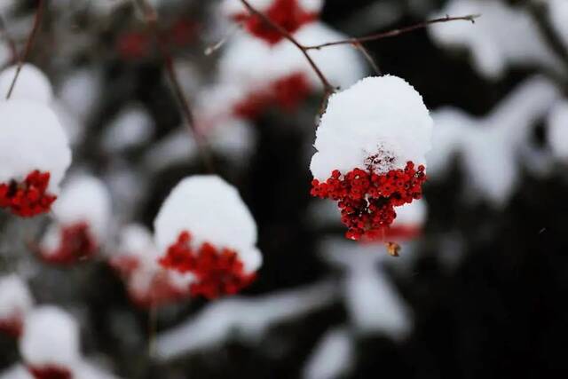 小雪遇大雪，牵念暖人心