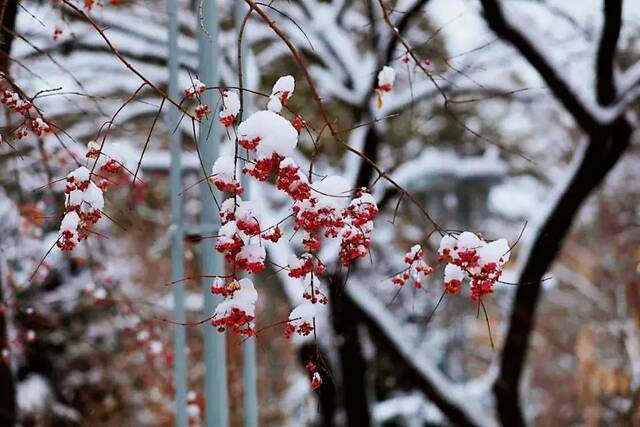 小雪遇大雪，牵念暖人心