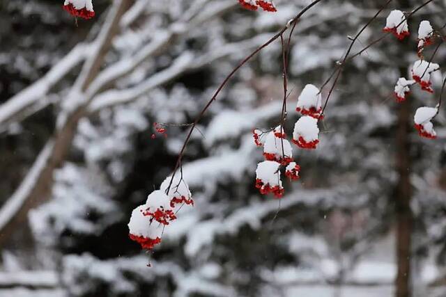 小雪遇大雪，牵念暖人心