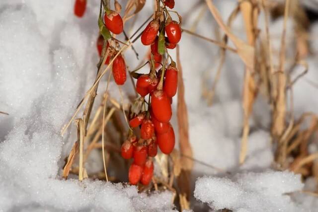 小雪遇大雪，牵念暖人心