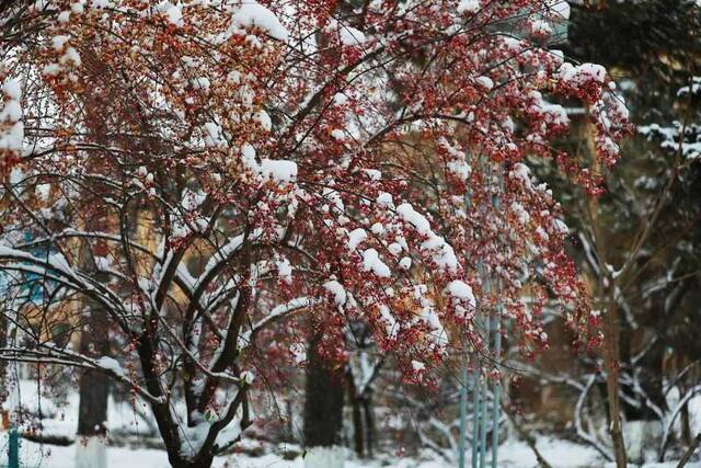 小雪遇大雪，牵念暖人心